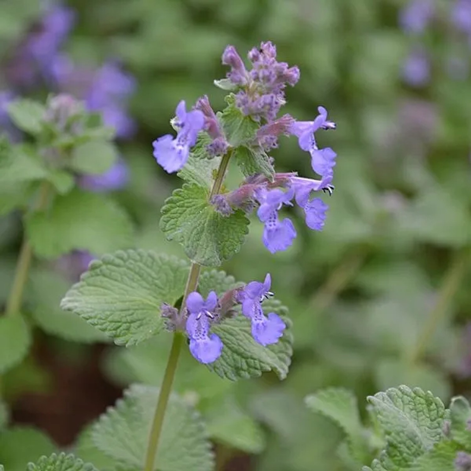 6 x Katzenminze Nepeta faassenii Topf 9cm Schmetterlingspflanze