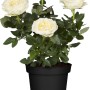 Weiße Bodendeckerrose im Topf (ca. 17 cm Ø) mit Blüten und Knospen.