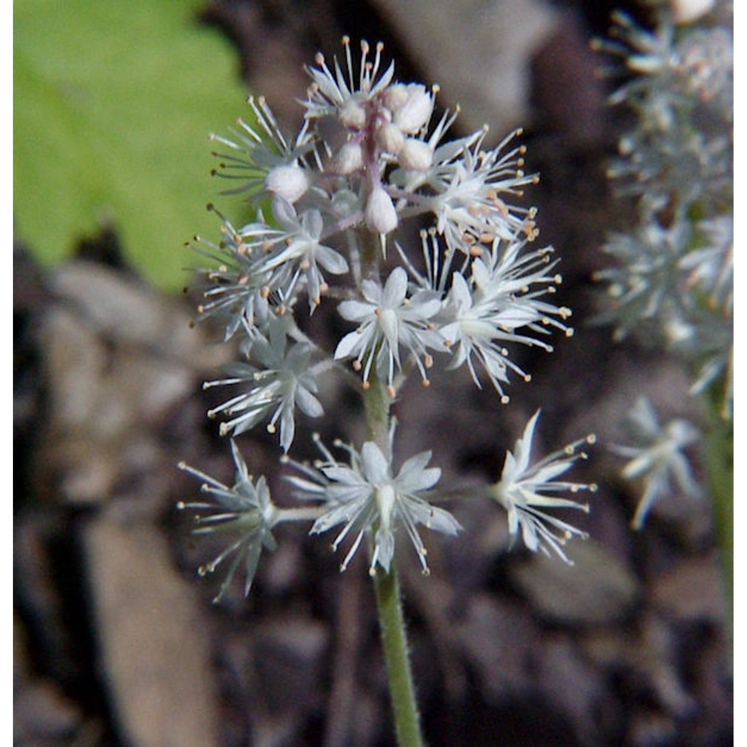 Herzblättrige Schaumblüte - Tiarella cordifolia günstig online kaufen