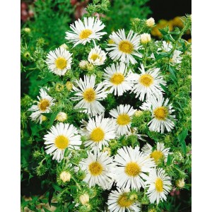 Weiße Raublattaster 'Herbstschnee' im Topf, eine winterharte Staude für sonnige Standorte.