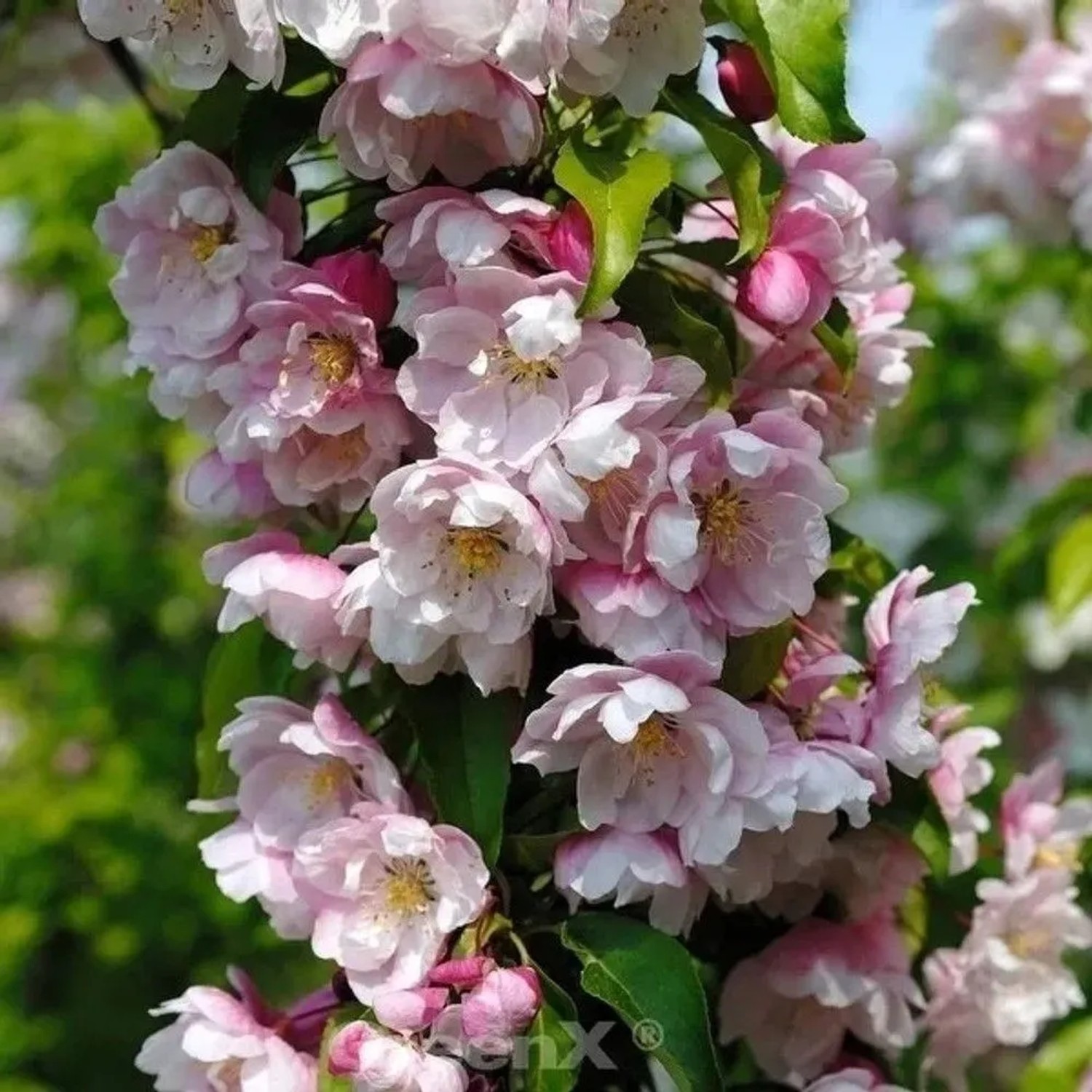 Zierapfel Van Eseltine 60-80cm - Malus Hybride