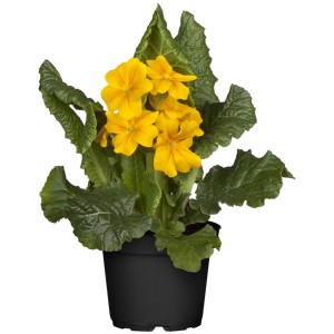 Gelbe Garten-Schlüsselblume Cabrillo im Topf, ca. 13 cm Ø, Primula veris.