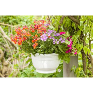 Bunte Misch-Blumenampel, Topf ca. 25 cm, mit orangen, lila und pinken Blüten.