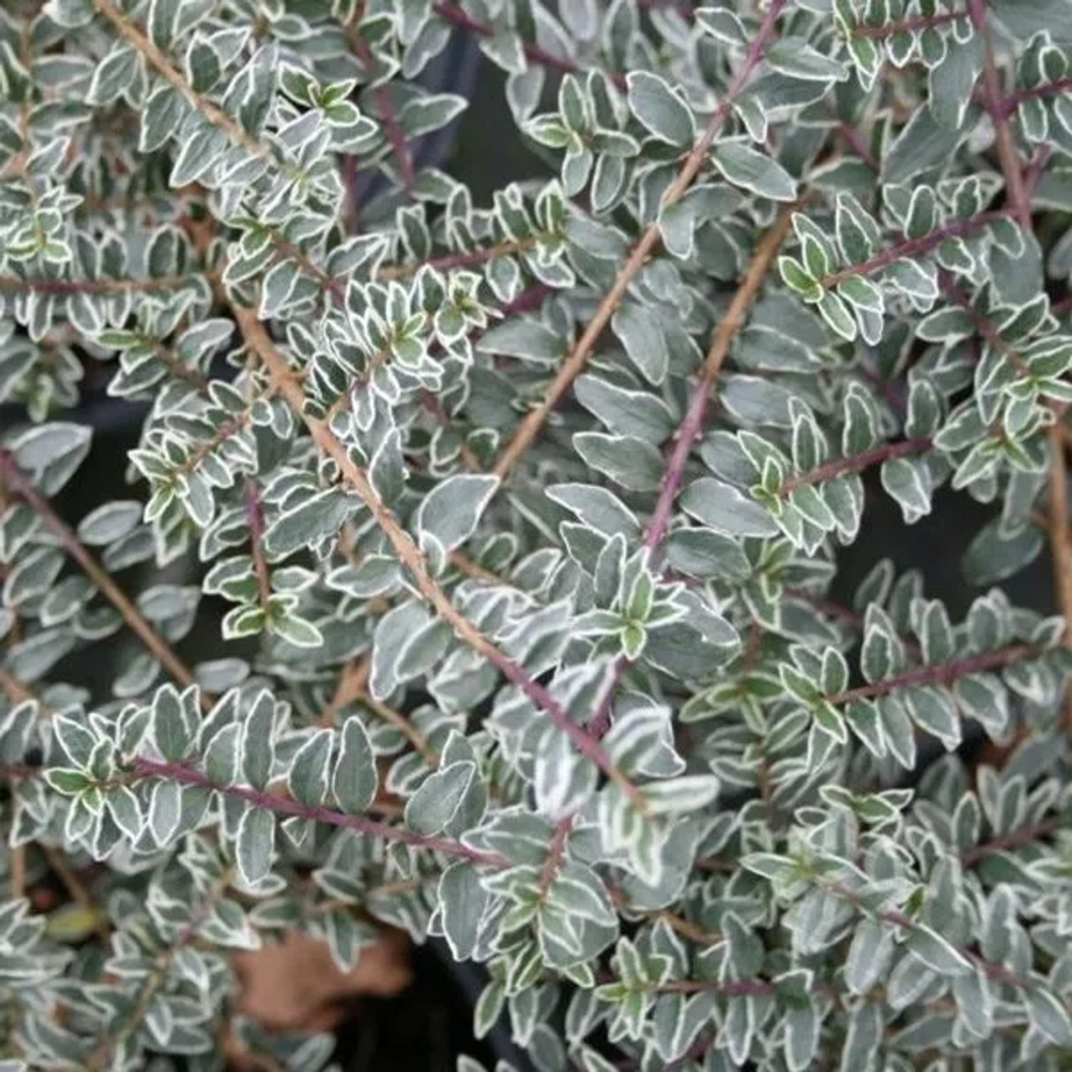 Heckenkirsche 'Silver Beauty' Lonicera nitida 25 bis 30 cm im Container Immergrün