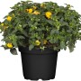Wandelröschen (Lantana camara) im Topf mit gelben Blüten.