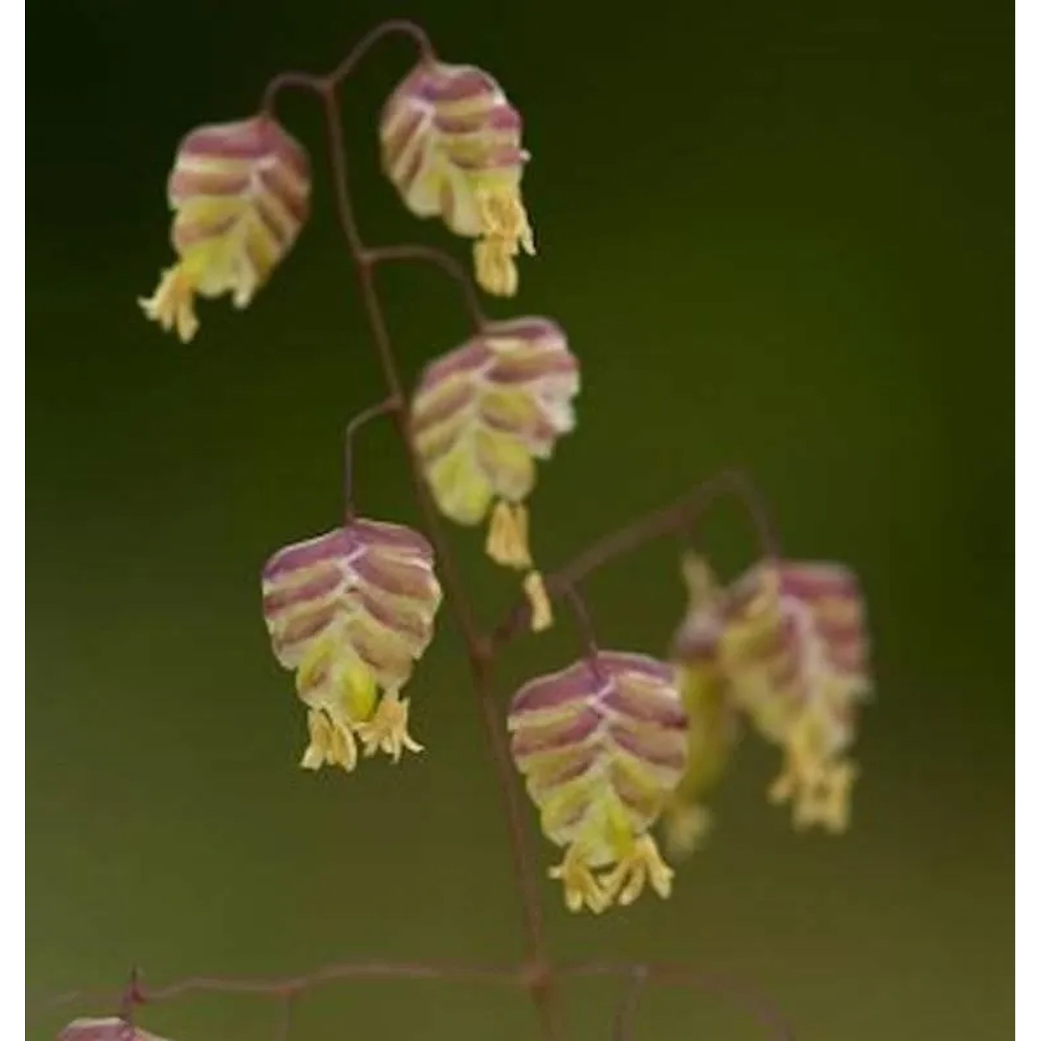 Zittergras Limouzi - Briza media