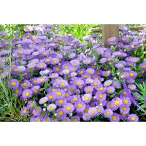 Alpenaster 'Sabine' im 9x9 cm Topf: Leuchtend lila Blüten mit gelber Mitte, ideal für Steingärten.