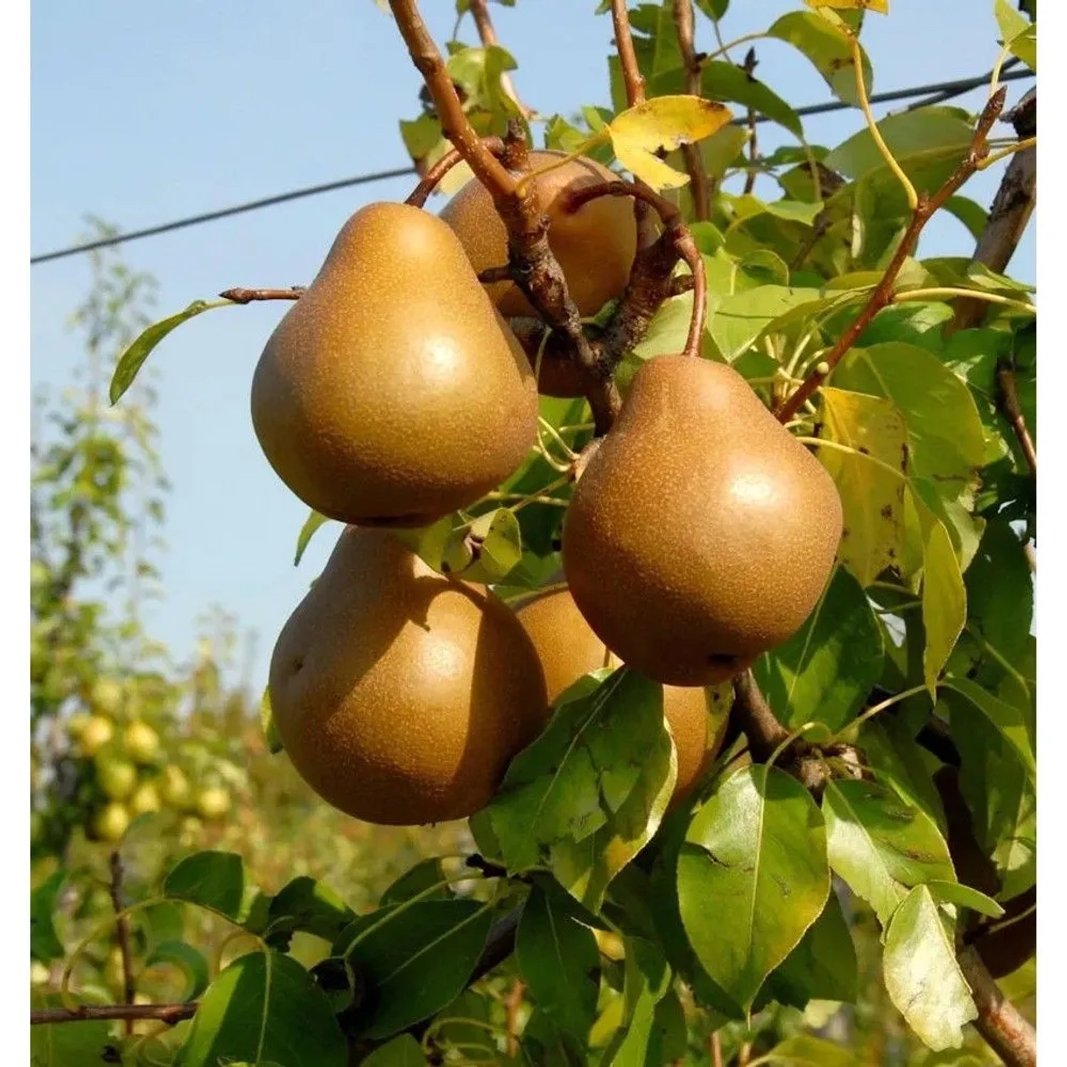 Birne Nashbirne 60-80cm - saftige und süße Früchte