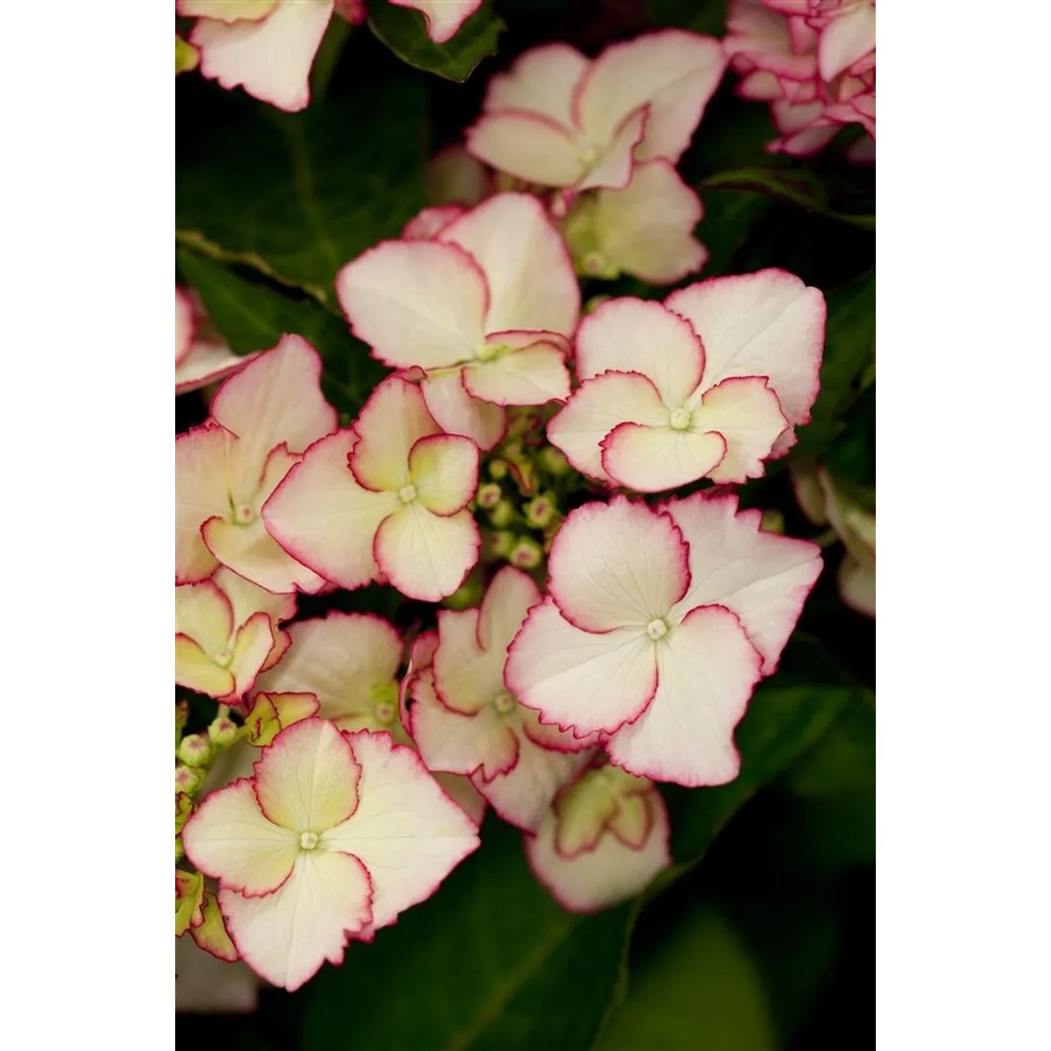 Hydrangea Mac. Bauernhortensie 30-40 cm