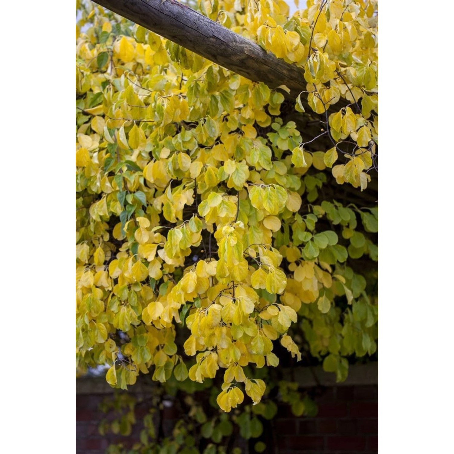 Celastrus Orbiculatus Hercules Kletterspindel 40–60 cm günstig online kaufen