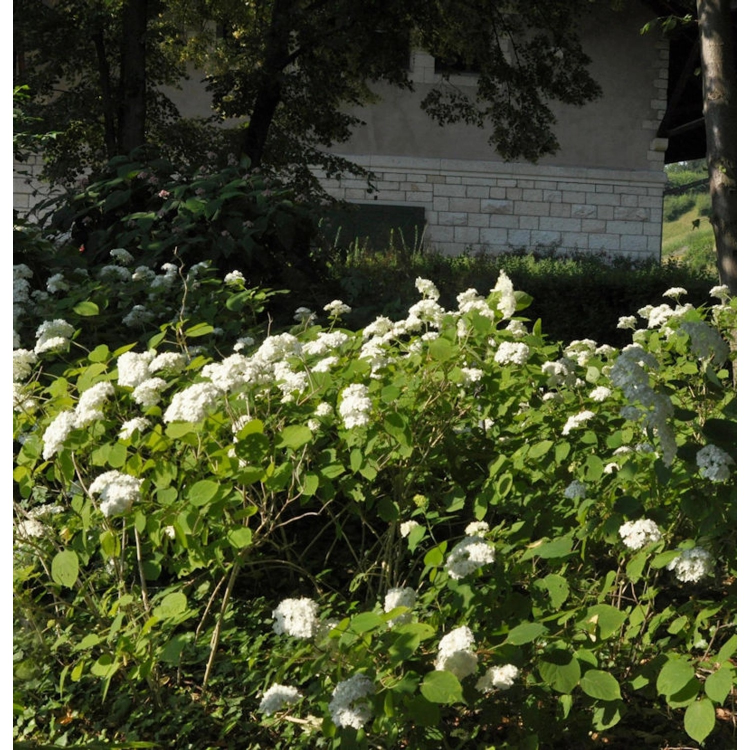 Ballhortensie Lime Rickey 40-60cm - Hydrangea arborescens kaufen bei OBI