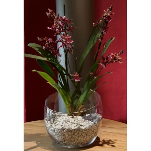 Colomi Orchidee mit Granulat in weißem Topf. Spezielles Seramis Substrat für Orchideen.