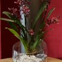 Colomi Orchidee mit Granulat in weißem Topf. Spezielles Seramis Substrat für Orchideen.