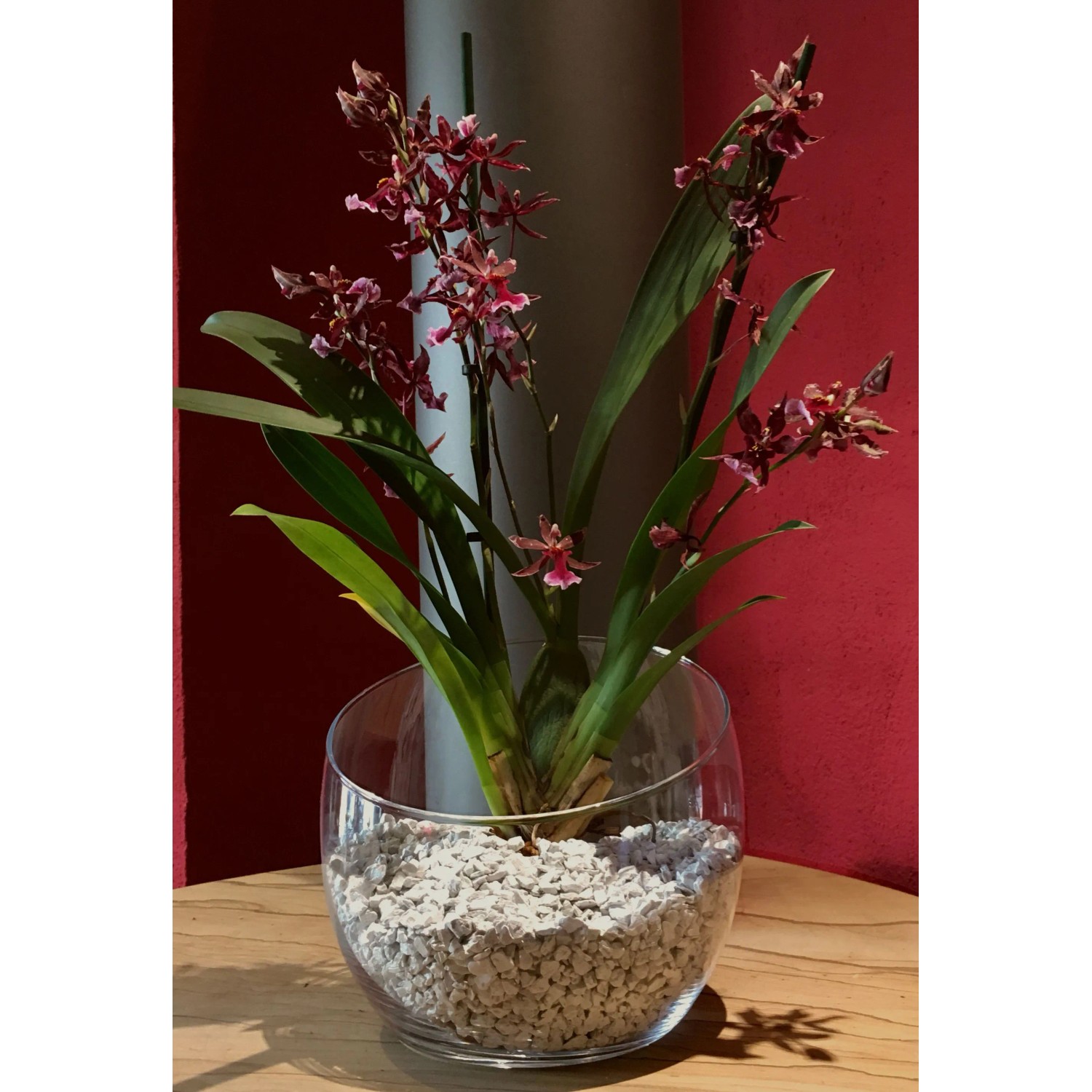 Colomi Orchidee mit Granulat in weißem Topf. Spezielles Seramis Substrat für Orchideen.