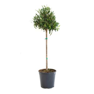 Olivenbaum Ministamm im Topf, ca. 35 cm hoch, mit grünen Oliven.