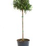 Olivenbaum Ministamm im Topf, ca. 35 cm hoch, mit grünen Oliven.