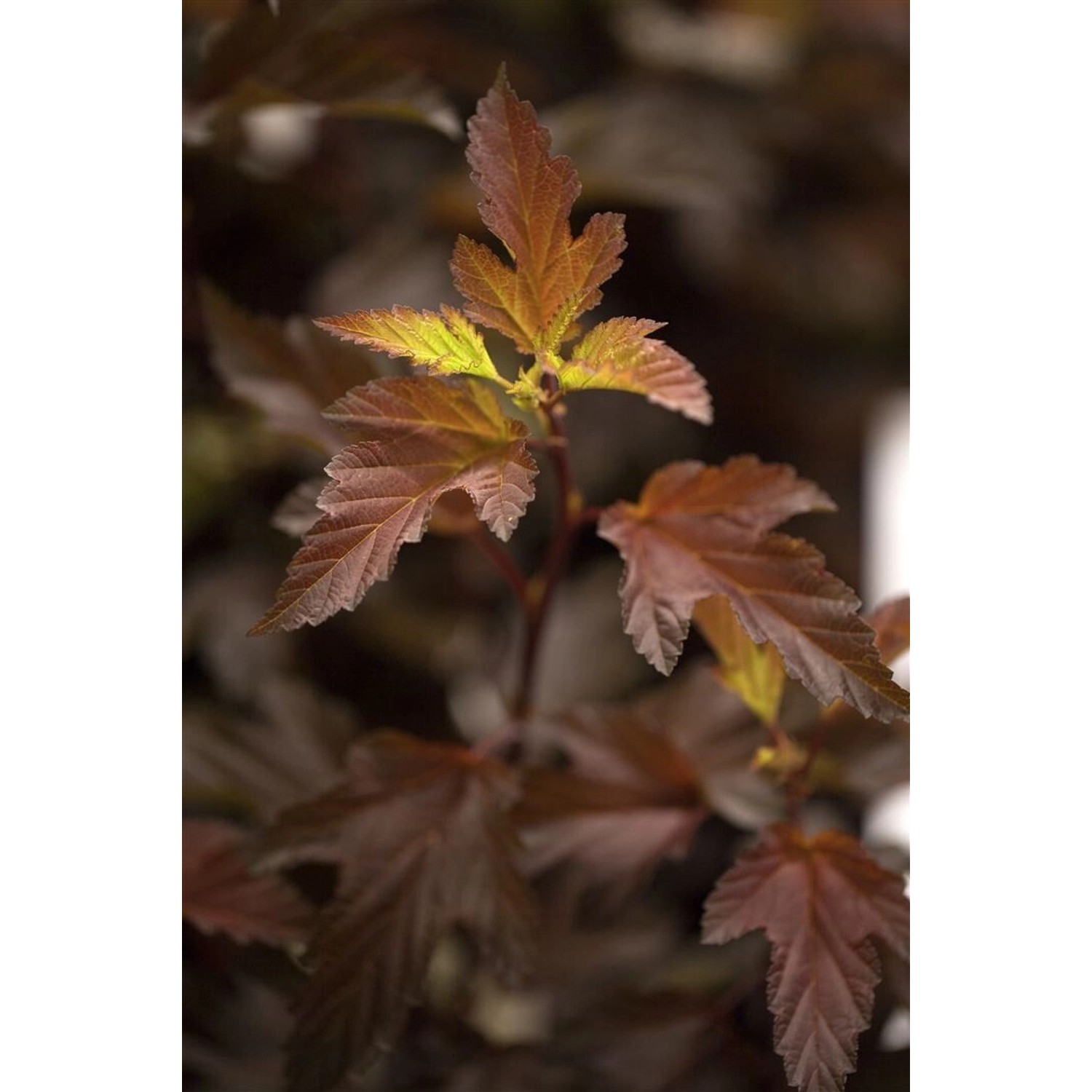 Physocarpus Opulifolius Diable Dor Fasanenspiere Goldorange 80–100 cm günstig online kaufen