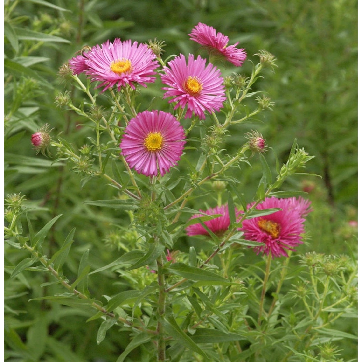 Rauhblattaster Lisette - Aster novi belgii günstig online kaufen