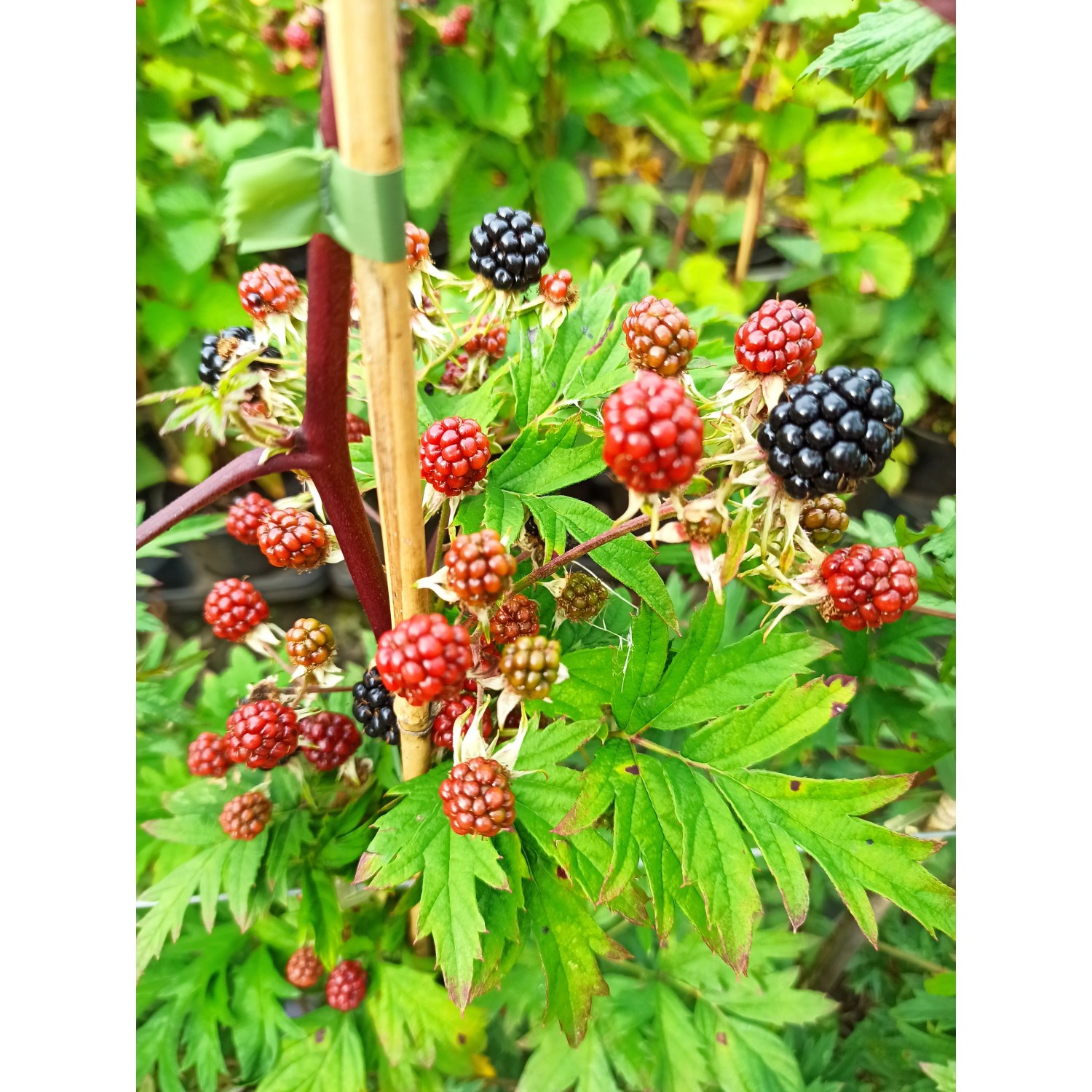 Brombeere Thornless Evergreen 60 - 80 cm Rubus fruticosus agg. günstig online kaufen