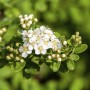 Nahaufnahme der weißen Blüten der Japanischen Spiere Snowmound.
