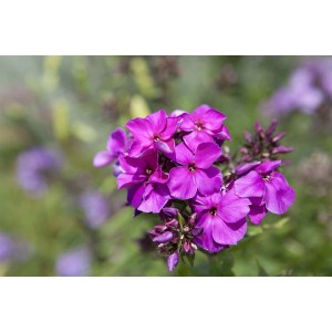 Leuchtend rote Flammenblume (Phlox Paniculata Starfire) im 11x11 cm Topf.