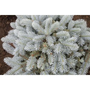 Detailaufnahme der Picea Pungens Glauca Globosa Blautanne mit blauen Nadeln.