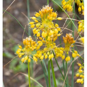 Blühender Gelber Lauch (Allium flavum) mit kleinen, gelben Blüten in Dolden auf grünen Stielen.