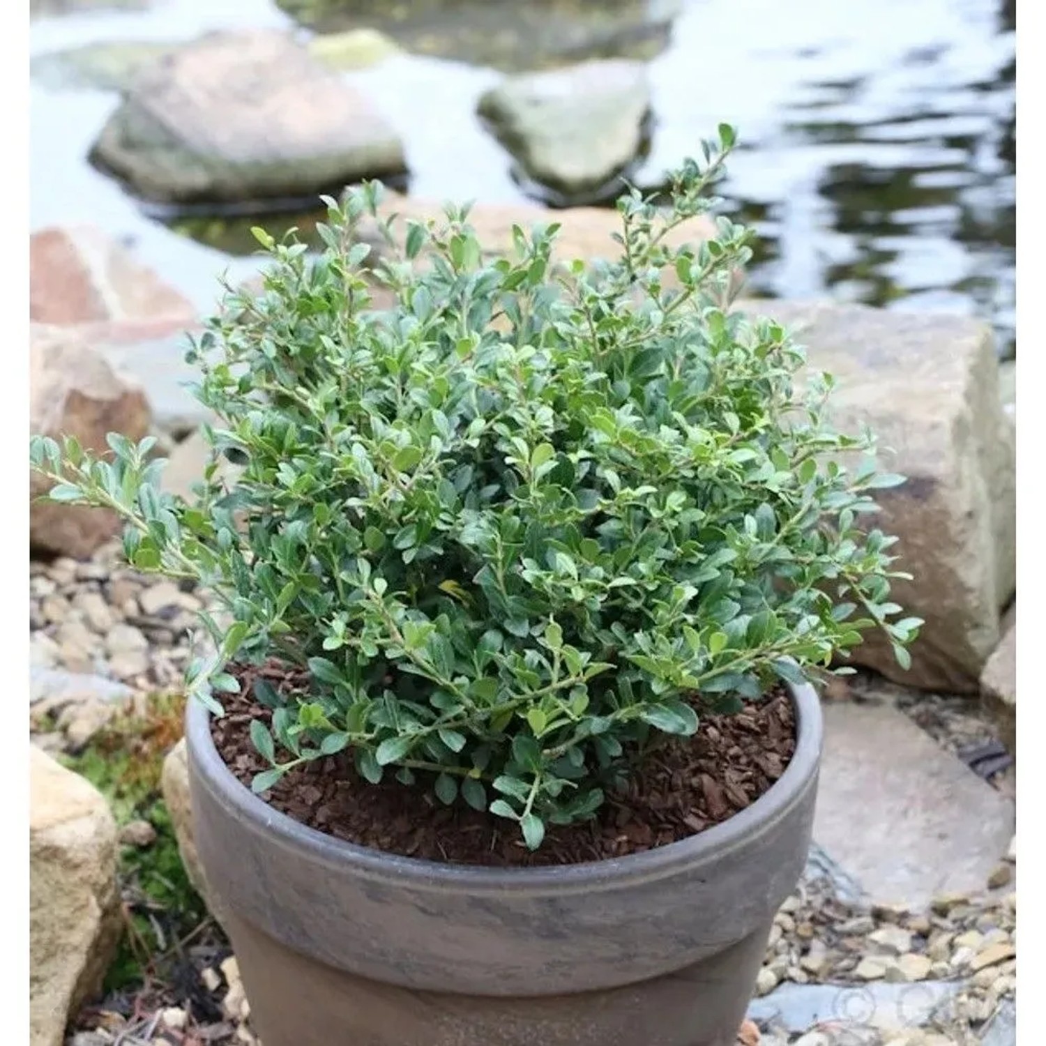Löffel Ilex Dark Green 15-20cm - Ilex crenata
