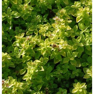 Nahaufnahme von grünem, wildem Majoran (Origanum vulgare) der Sorte Thumbles Variety.