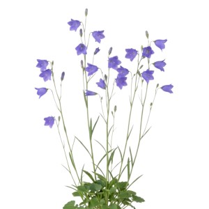 Blaue Glockenblume (Campanula) mit glockenförmigen Blüten und grünen Blättern. Ideal für Blumensamen und Wildstauden.