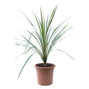 GROW by OBI Keulenlilie (Cordyline australis) im 9 l Topf, ca. 40 cm hoch.