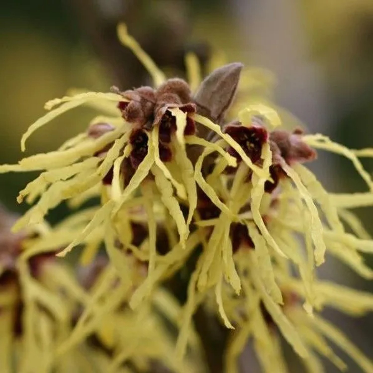 Zaubernuss 'Pallida' Hamamelis × intermedia 40 bis 60 cm im Container Gelbe Blüten