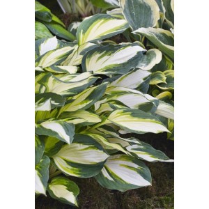 Hosta 'Fire and Ice' (Funkie) im Topf, mit auffälligen, weiß-grünen Blättern. Ideal für schattige Standorte.