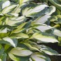 Hosta 'Fire and Ice' (Funkie) im Topf, mit auffälligen, weiß-grünen Blättern. Ideal für schattige Standorte.