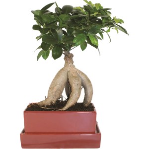 Ficus Bonsai im Topf mit Unterteller, ca. 15 cm Topf-Ø. Zimmerbonsai mit grünem Blätterdach.