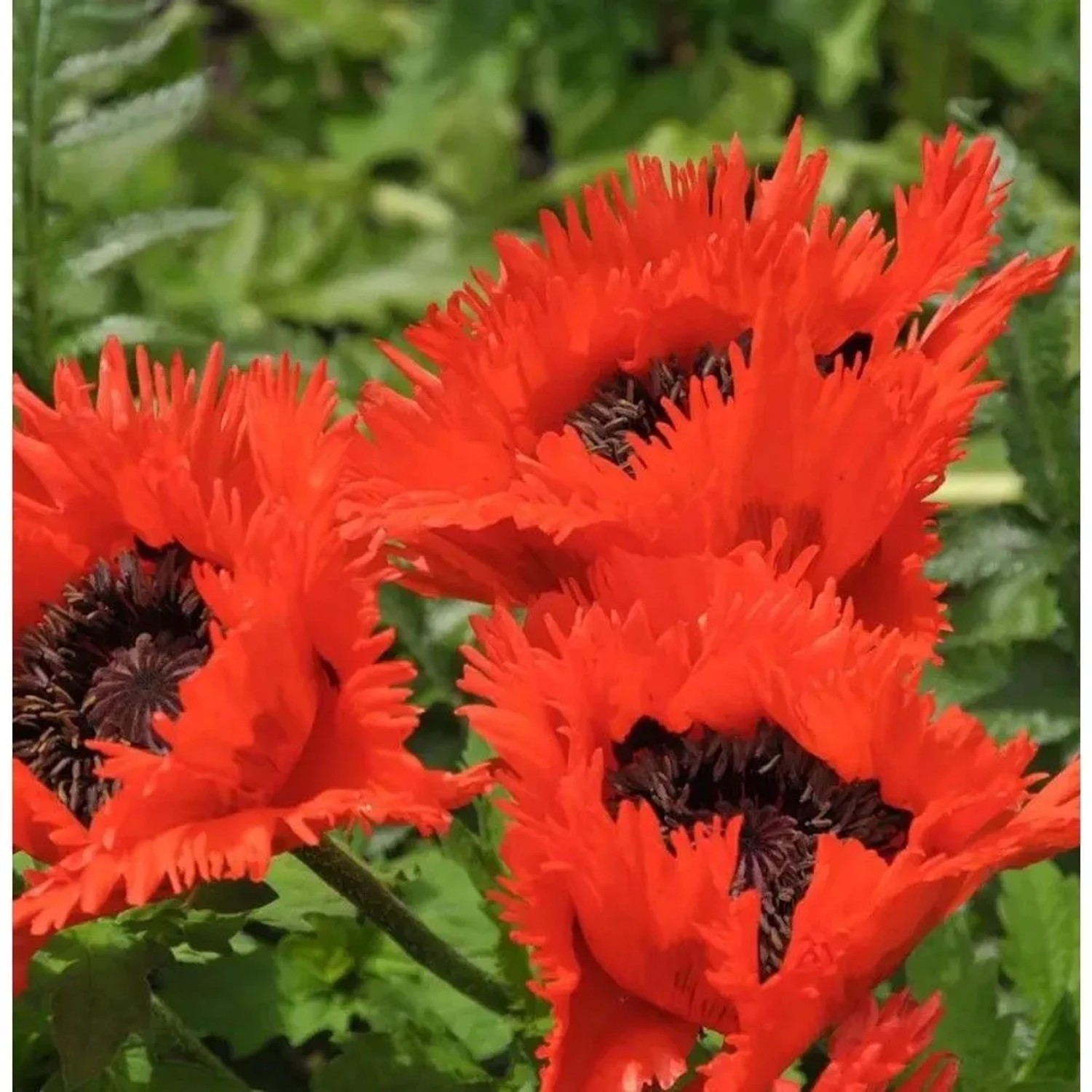 Türkischer Mohn Türkenlouis - Papaver orientale