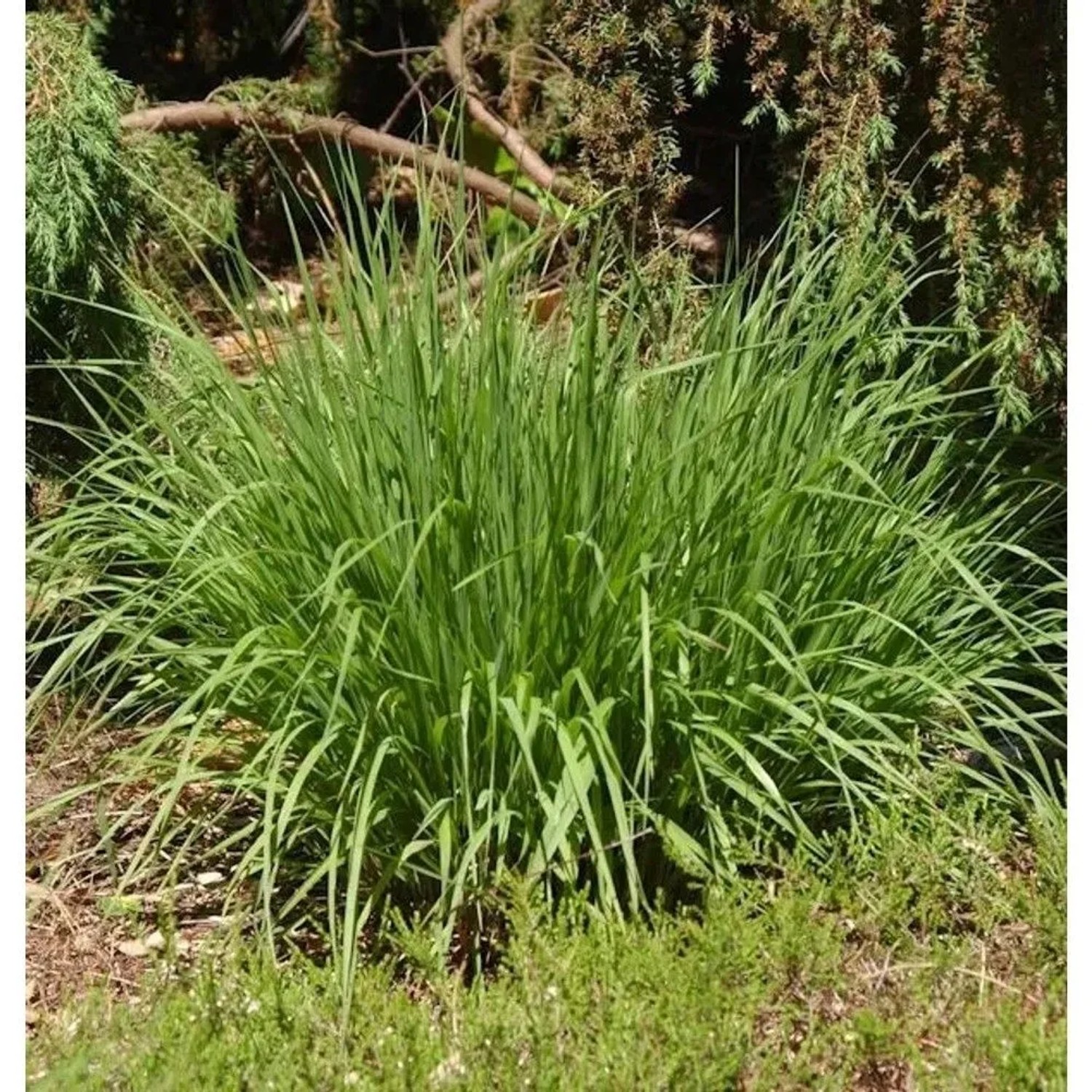 Pfeifengras Moorhexe - Molinia caerulea