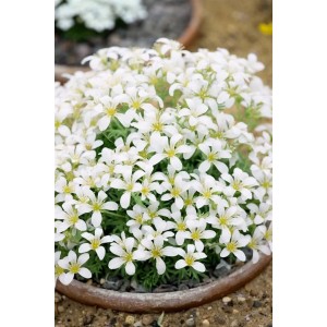 Saxifraga Cespitosa 'Findling' im Topf, ein blühender, weißer Polster-Steinbrech für den Steingarten.