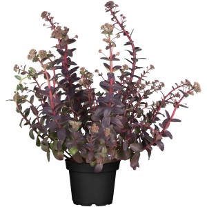 Purpurrote GROW by OBI Fetthenne 'Purple Emperor' im Topf, ca. 13 cm Ø. Bienenfreundliche Staude für Beet und Kübel.