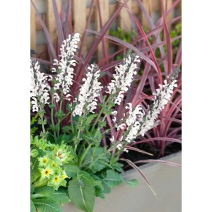 Salvia Pratensis 'Snow Lake' im 9x9 cm Topf, eine weiße Wiesen-Salbei Staude.