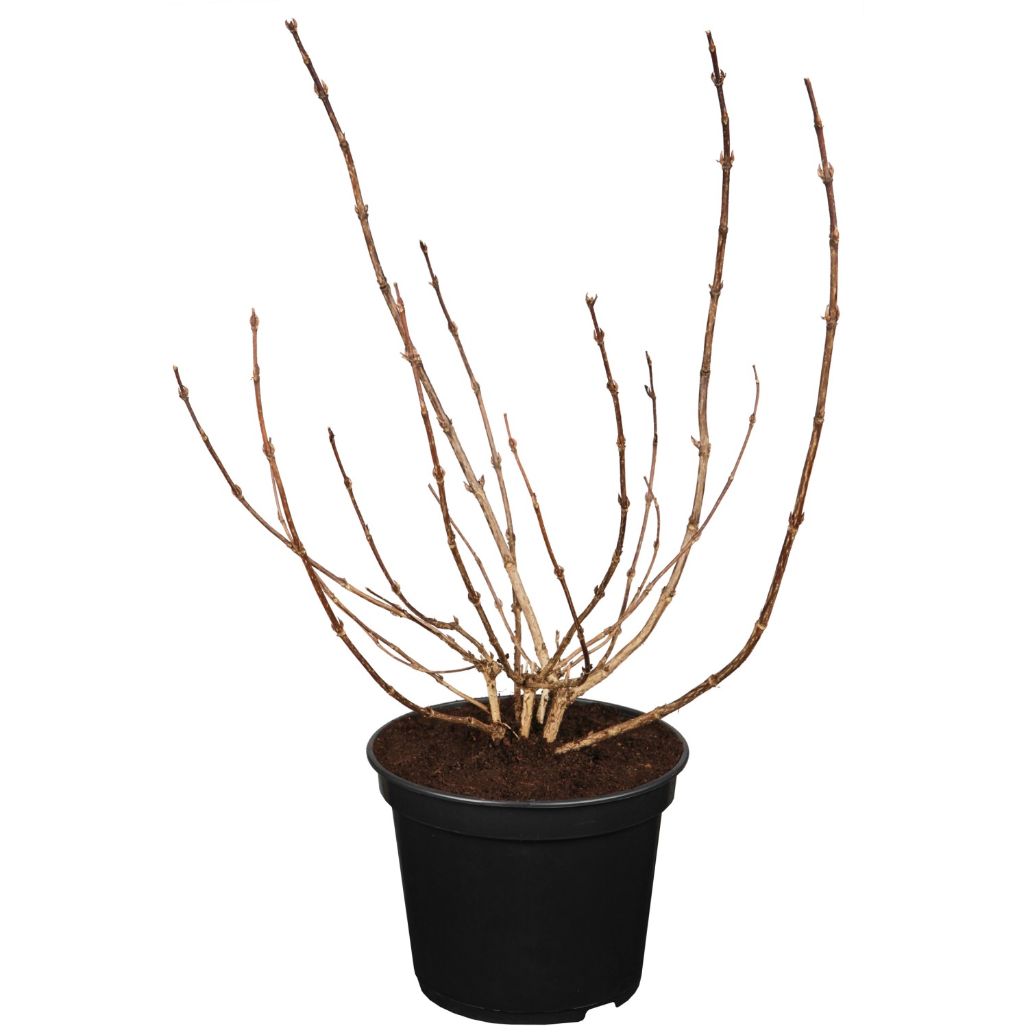OBI Weigelie Alexandra Blutrot Höhe 30 - 40 cm Topf ca. 3 l Weigelia florid günstig online kaufen