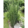 Winterschachtelhalm - Equisetum hyemale