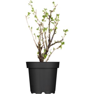 Stachelbeere 'Gesund und Lecker' im Topf, ca. 20-30 cm hoch, mit ersten Blättern.
