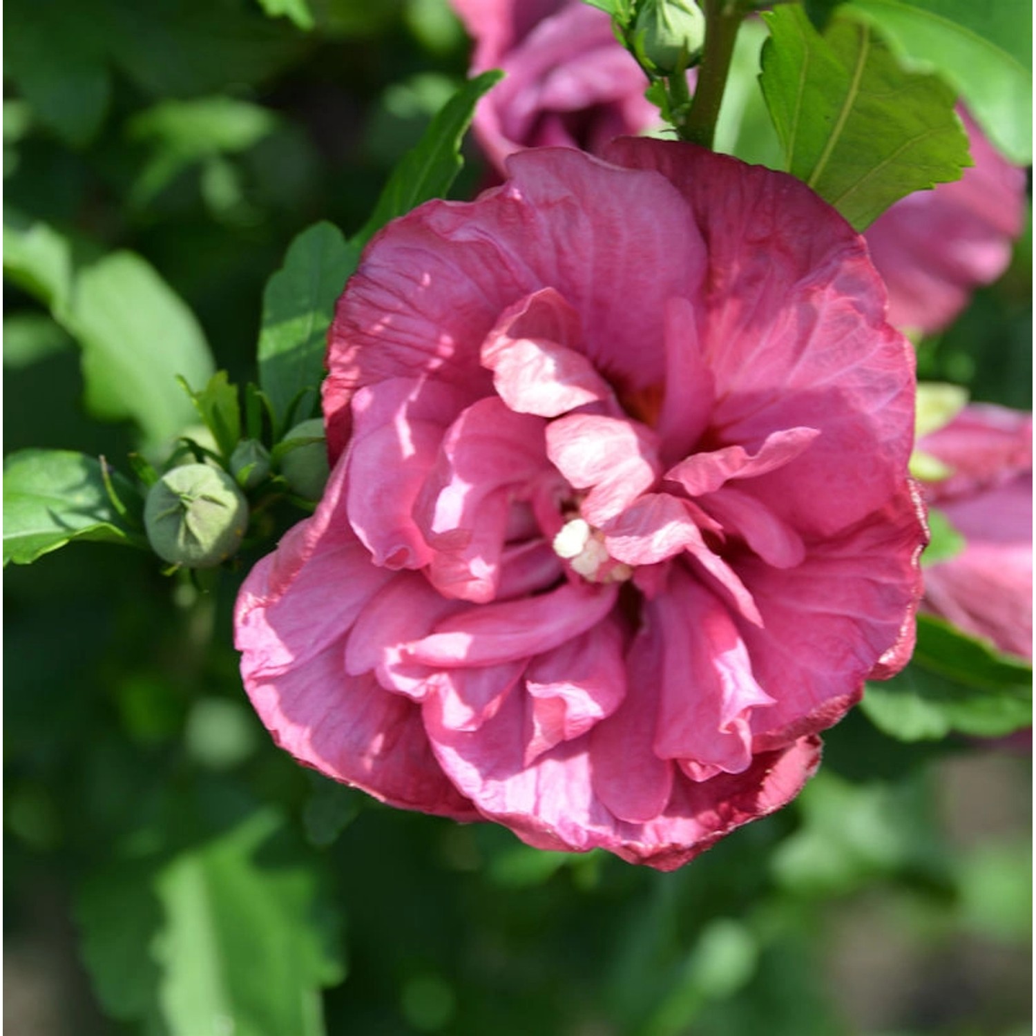 Garteneibisch Flower Tower Ruby 100-125cm - Hibiscus syriacus günstig online kaufen