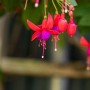 Nahaufnahme einer rot-violetten Fuchsie (Fuchsia Hybriden) mit glockenförmigen Blüten.