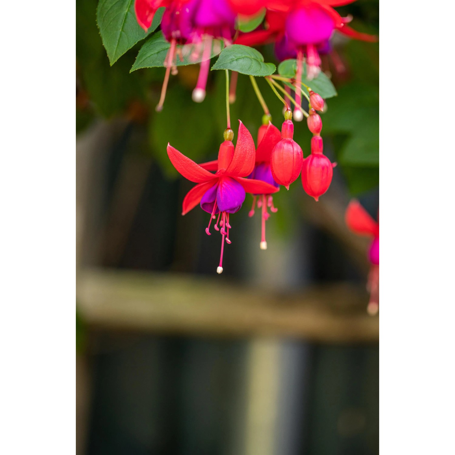 Nahaufnahme einer rot-violetten Fuchsie (Fuchsia Hybriden) mit glockenförmigen Blüten.
