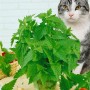Katzenminze (Nepeta Cataria) im Topf, mit Katze im Hintergrund.
