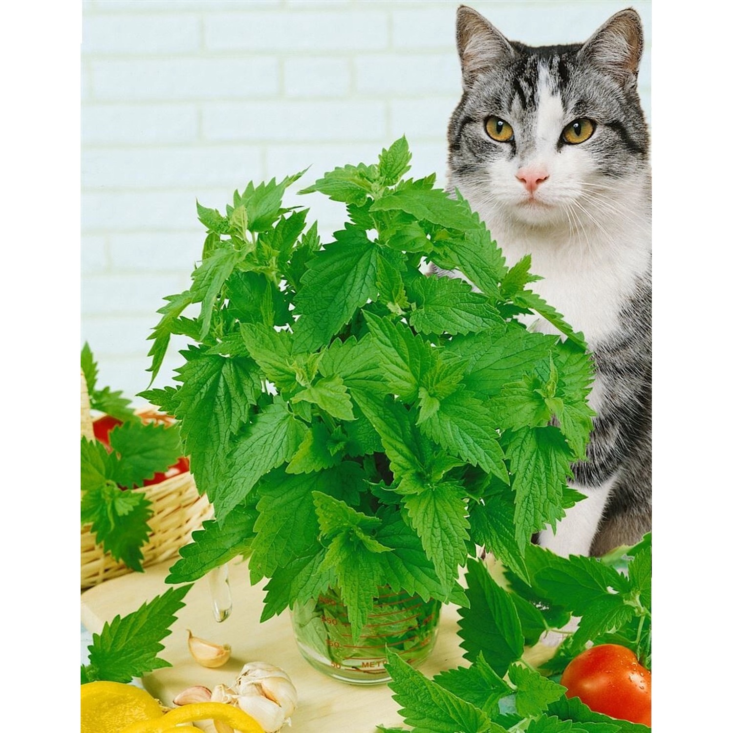 Katzenminze (Nepeta Cataria) im Topf, mit Katze im Hintergrund.