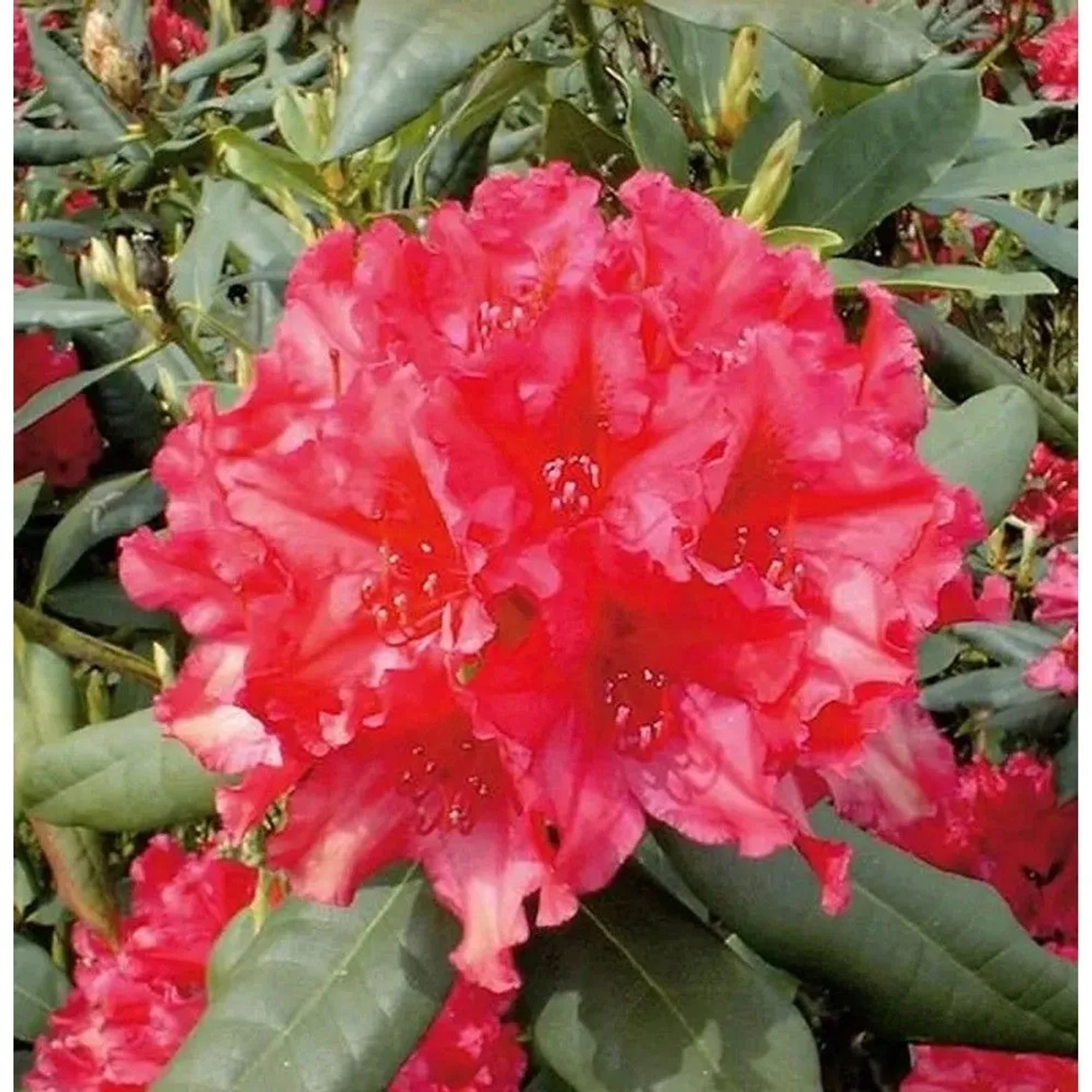 Großblumige Rhododendron Mrs. P. den Ouden 30-40cm - Alpenrose