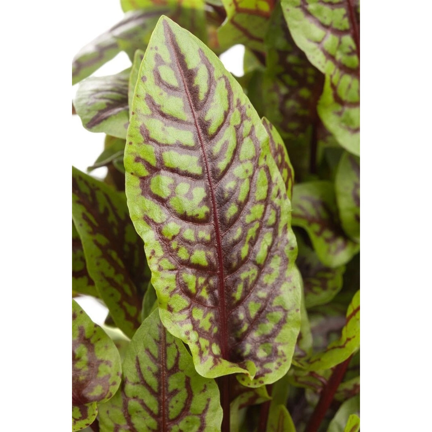 Rumex Sanguineus Blutampfer Ca. 11x11 cm Topf günstig online kaufen
